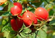Mangpaat vitamin p pikeun uteuk
